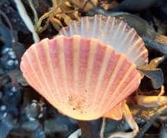 Pecten