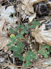 Trifolium breweri