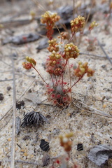 Drosera micrantha