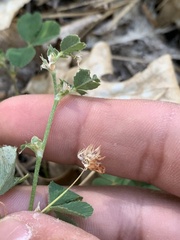 Trifolium breweri