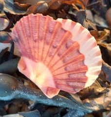 Pecten