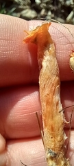 Leratiomyces ceres