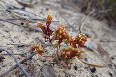 Drosera micrantha