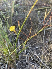 Moraea bituminosa