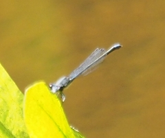 Enallagma cardenium