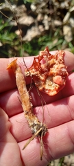 Leratiomyces ceres
