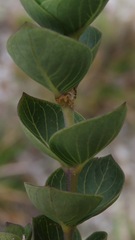 Declieuxia deltoidea