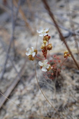 Drosera micrantha