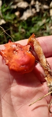 Leratiomyces ceres