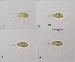 Mallomonas caudata