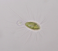 Mallomonas caudata
