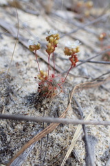 Drosera micrantha