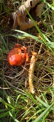 Leratiomyces ceres