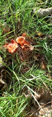 Leratiomyces ceres