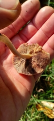 Leratiomyces ceres