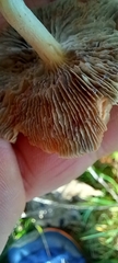 Leratiomyces ceres