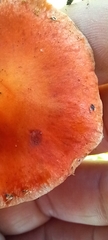 Leratiomyces ceres