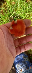Leratiomyces ceres