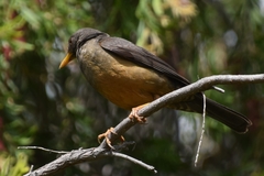 Turdus olivaceus