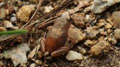 Arthroleptis xenodactyloides