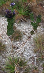 Declieuxia deltoidea