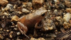 Arthroleptis xenodactyloides