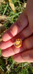 Leratiomyces ceres