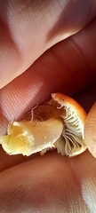 Leratiomyces ceres