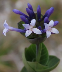 Declieuxia deltoidea