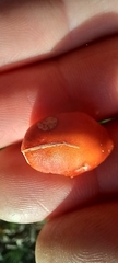 Leratiomyces ceres