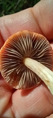 Leratiomyces ceres