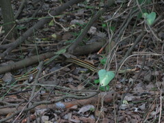 Thamnophis proximus orarius