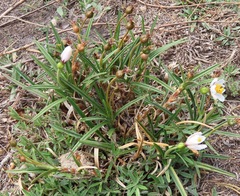 Vellozia epidendroides