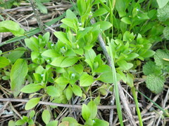 Myosotis sparsiflora