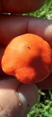 Leratiomyces ceres