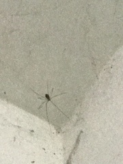 Crossopriza