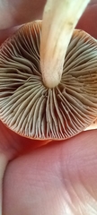 Leratiomyces ceres