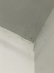 Crossopriza