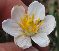 Vellozia epidendroides
