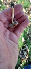 Leratiomyces ceres