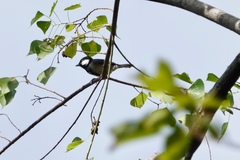 Parus minor commixtus