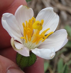 Vellozia epidendroides
