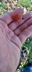 Leratiomyces ceres