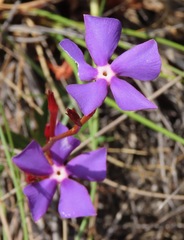 Mandevilla tenuifolia