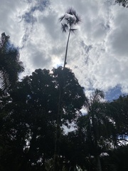 Coccothrinax argentea