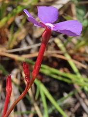 Mandevilla tenuifolia