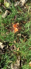 Leratiomyces ceres