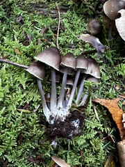 Mycena leptocephala