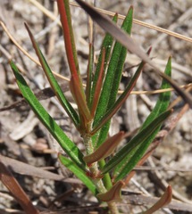 Mandevilla tenuifolia