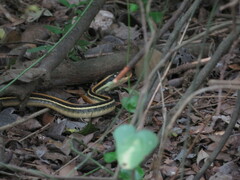 Thamnophis proximus orarius